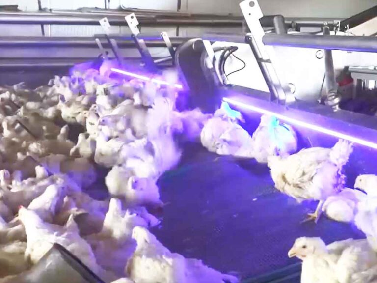 our chicken catching machines are driven by a fully hydraulic system