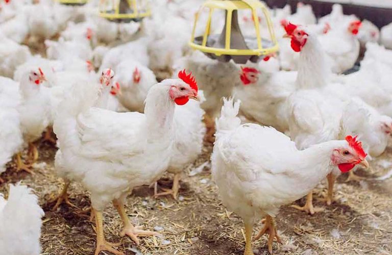 broiler-chicken-2 broiler chicken